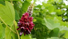 Blhende Kudzu-Pflanze  Foto: kogamomama/fotolia